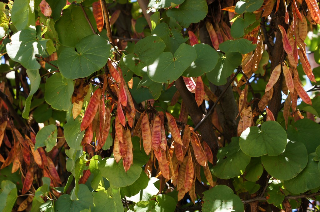 C. siliquastrum, hojas y frutos. Foto: T. Gerus
