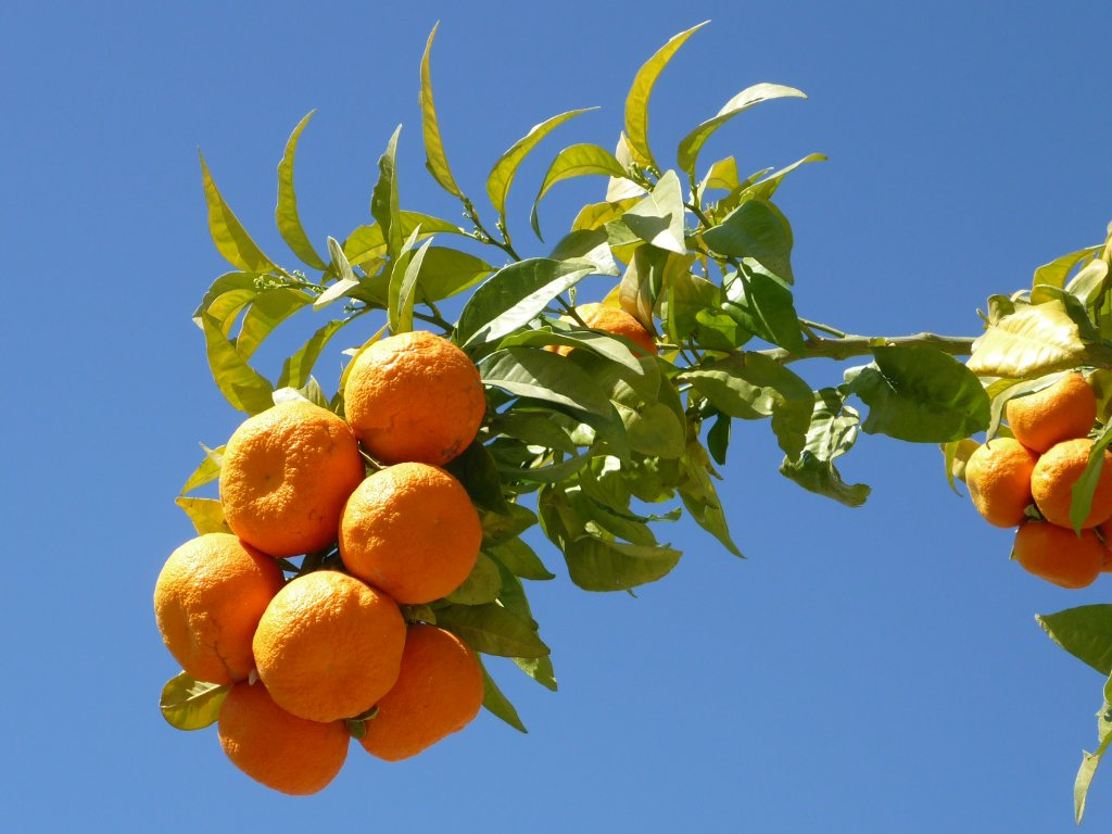 naranjo-amargo-1