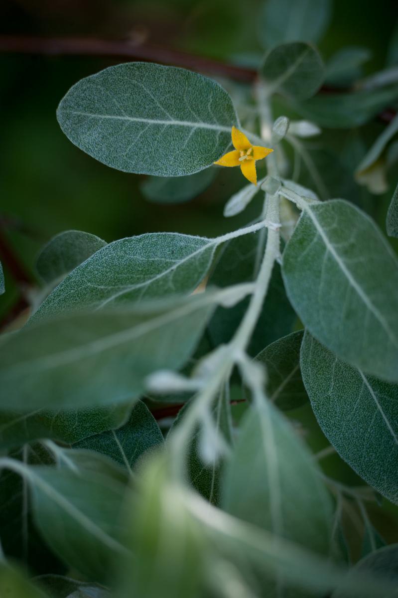 Elaeagnus angustifolia. Foto: