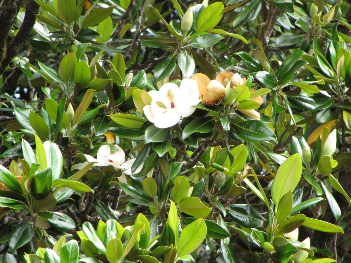 Magnolia grandiflora. Foto: