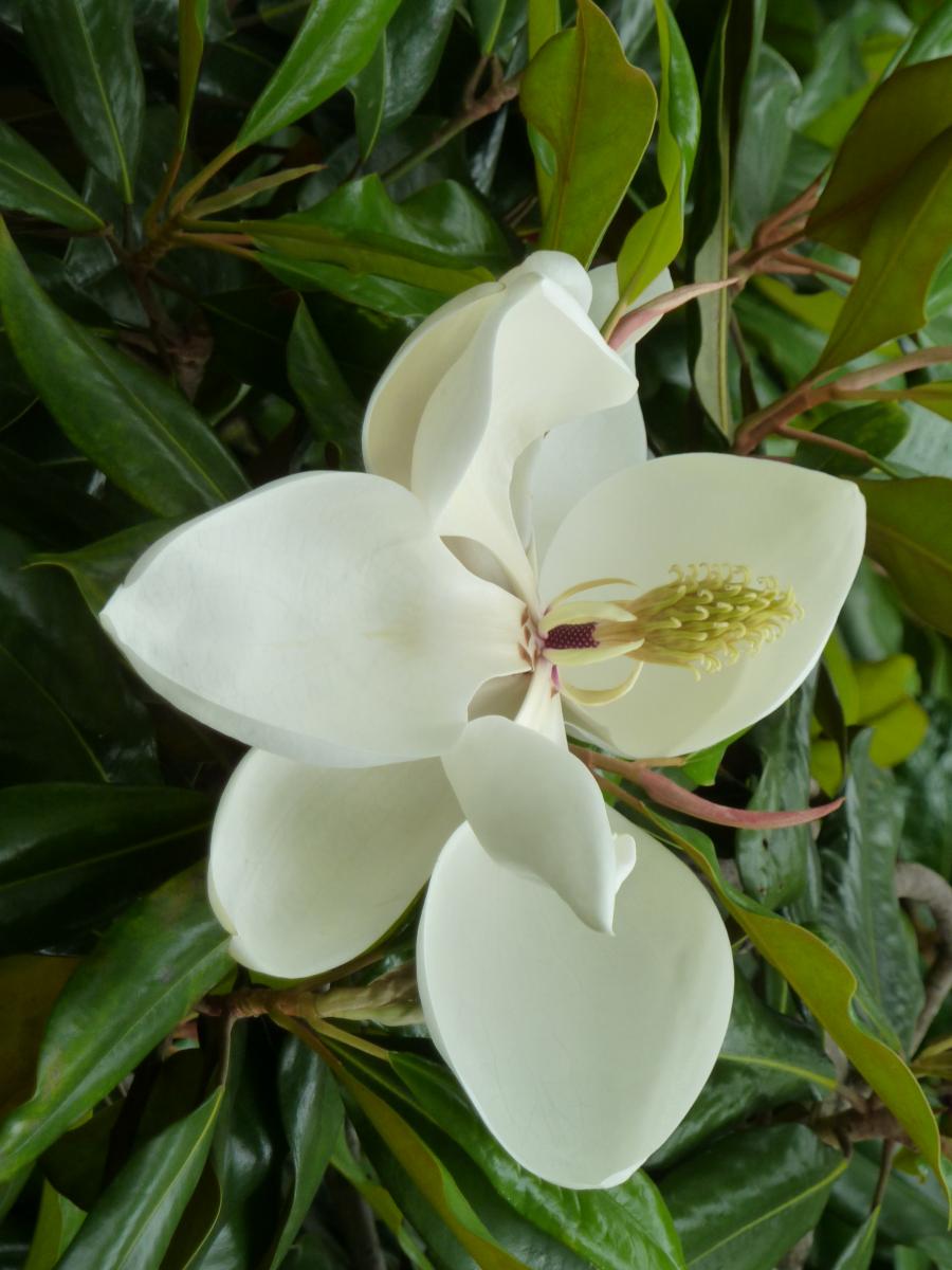 Magnolia grandiflora. Foto: Wendy cutler
