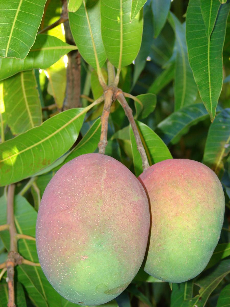 Mangifera indica. Foto: 