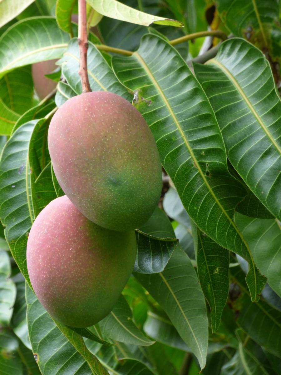 Mangifera indica. Foto: F. & K. Starr