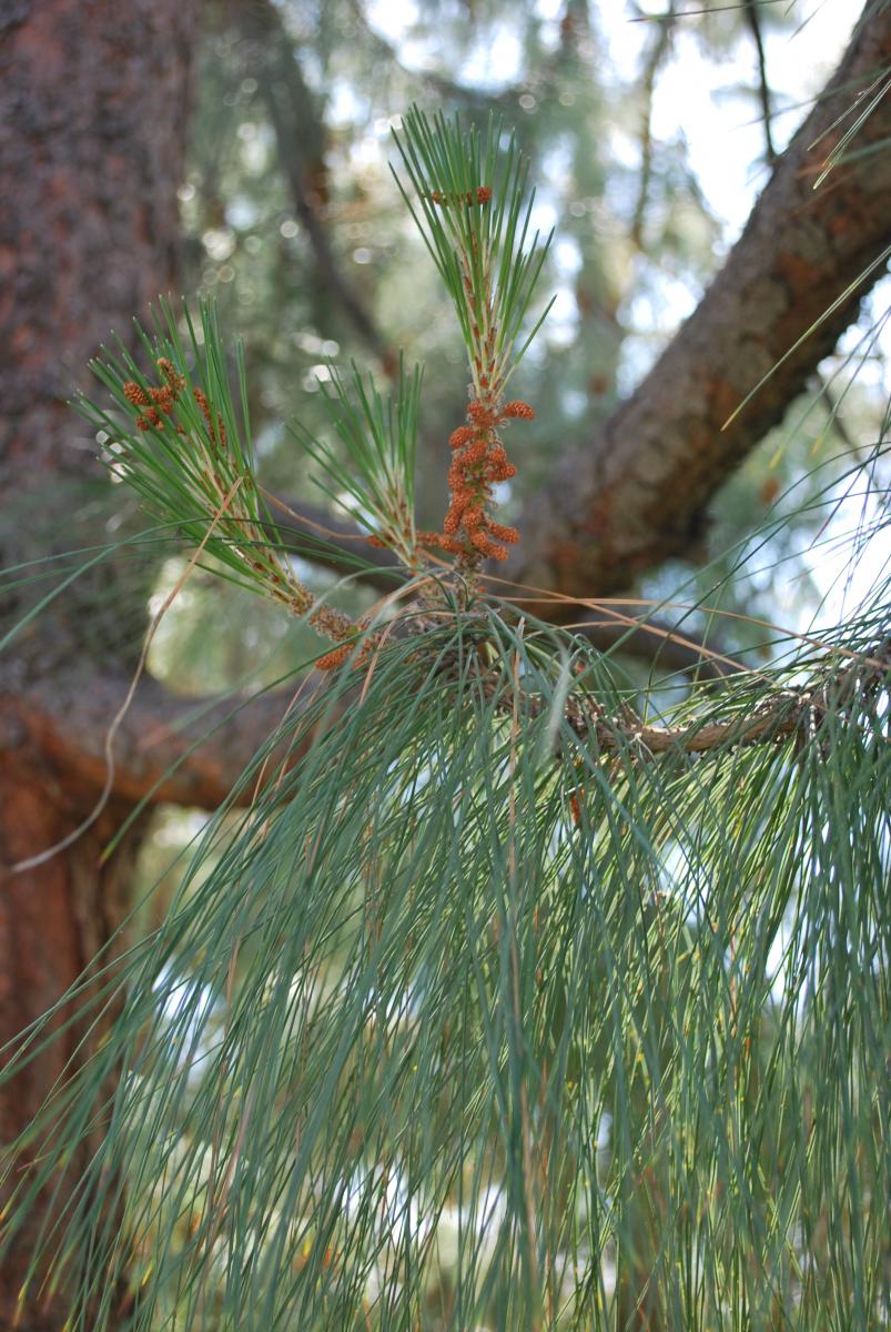 Pinus canariensis. Foto: B. Weldon