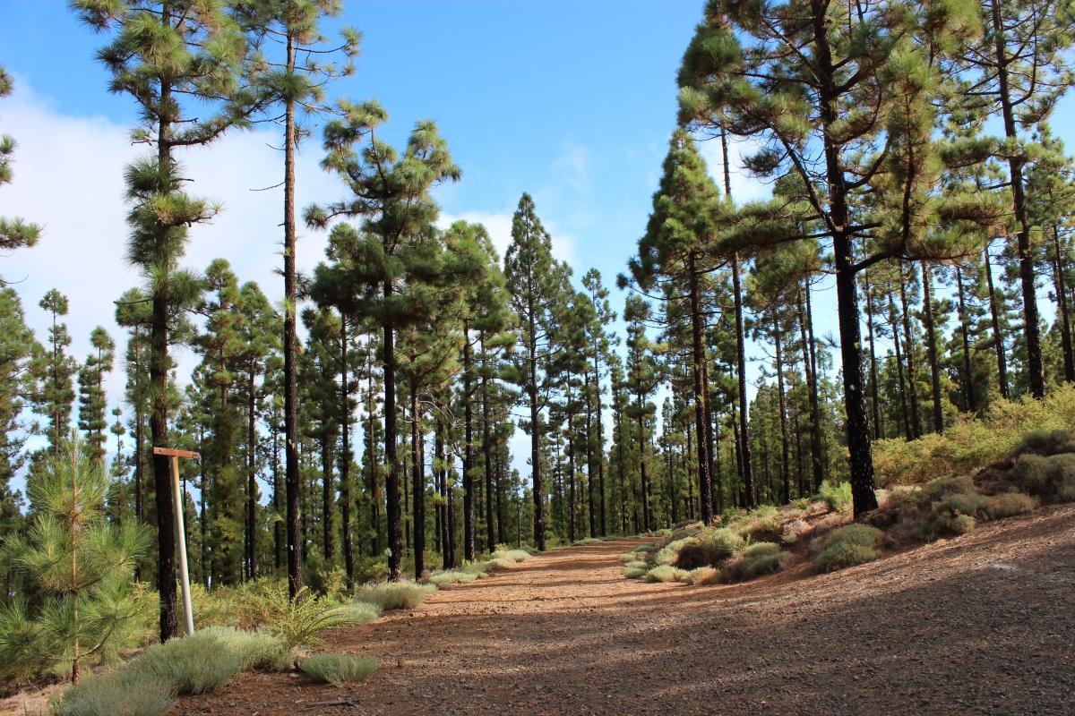 Pinus canariensis. Foto: J. Mesa