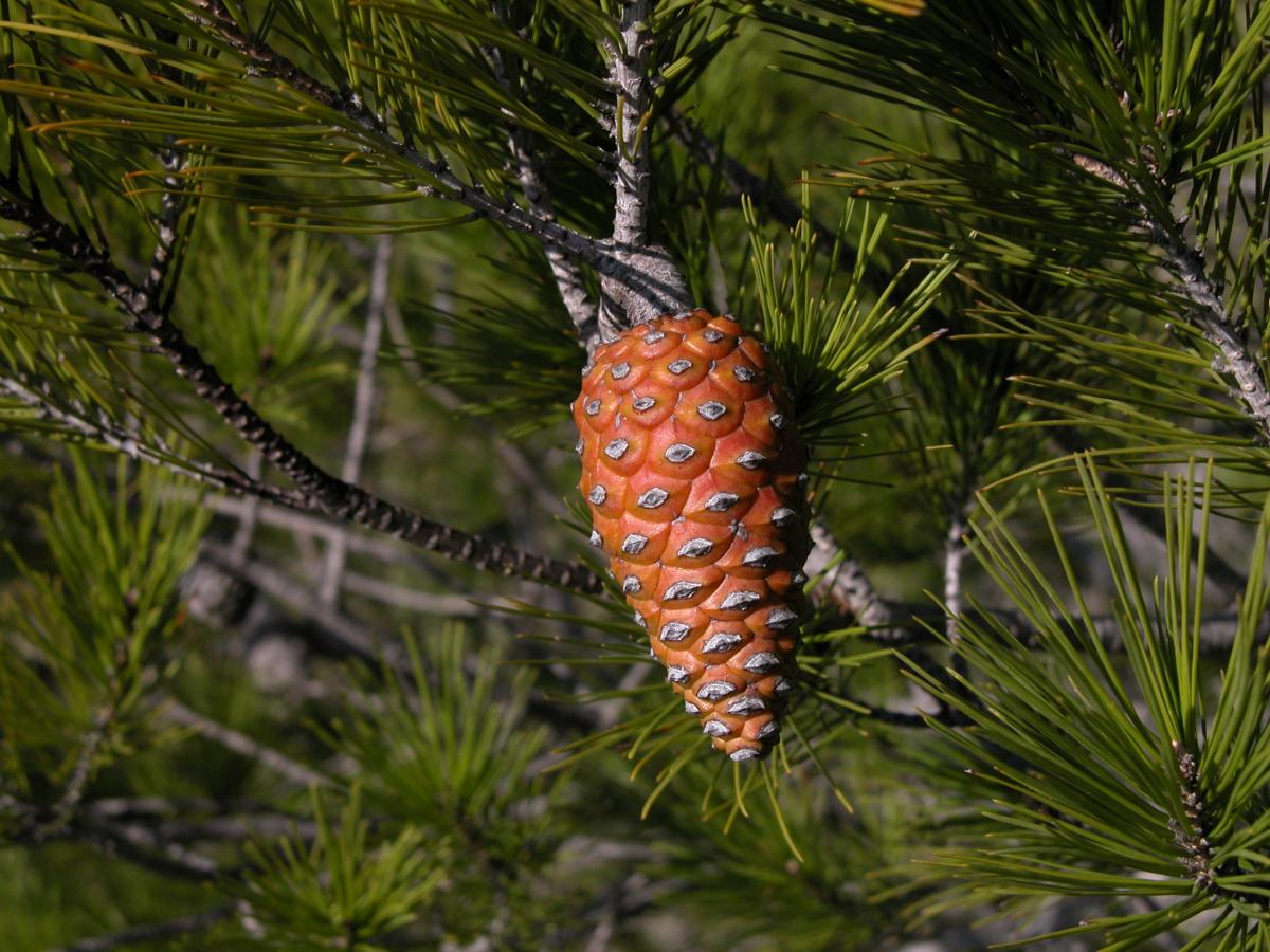 Pinus halepensis. Foto: T. Royo
