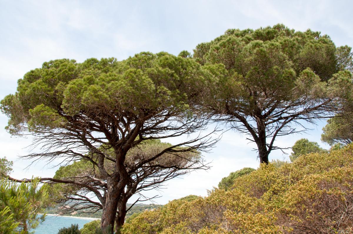 Pinus pines. Foto: P. Asman & J. Lenoble