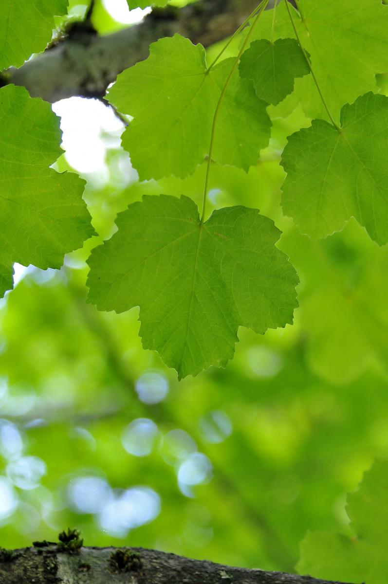 Acer opalus. Foto: J. M. Escribano