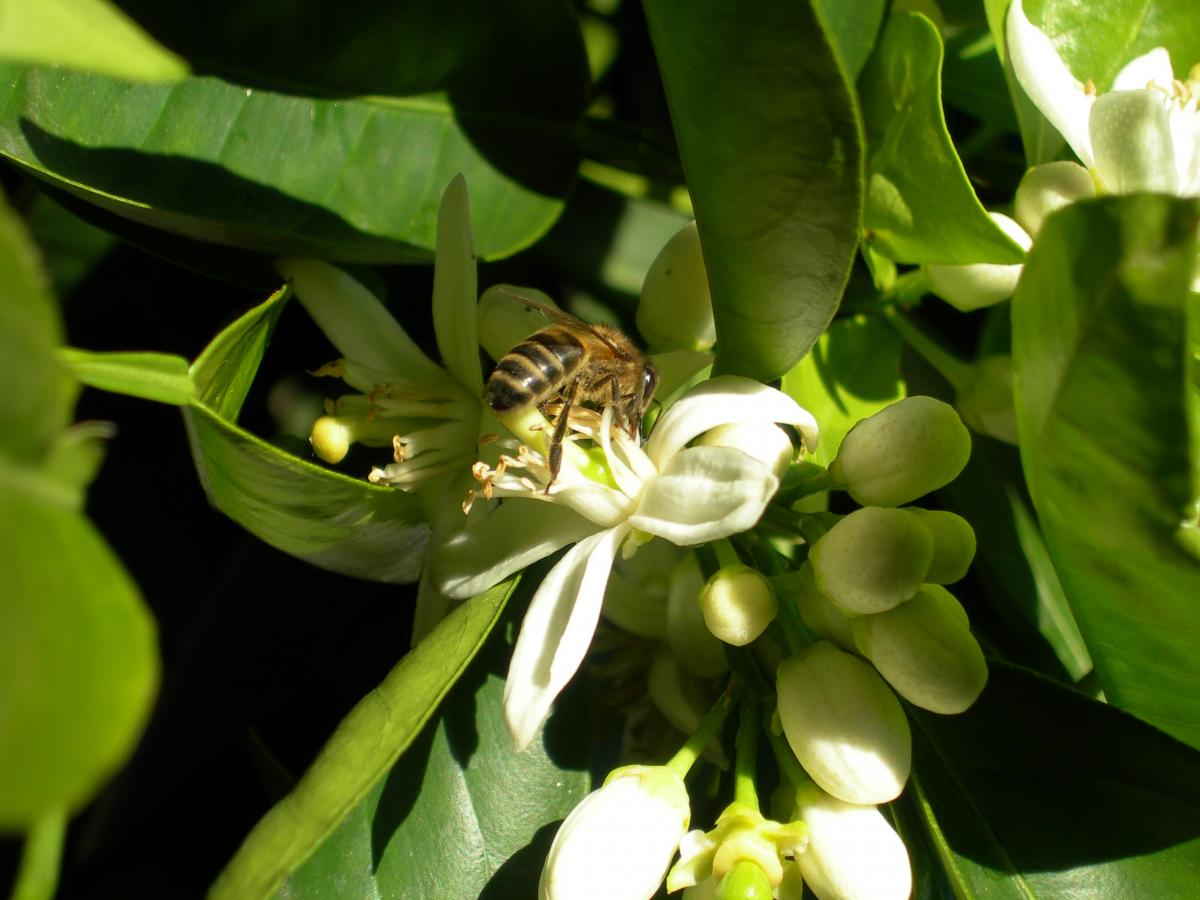 Citrus sinensis. Foto: J. Sánchez