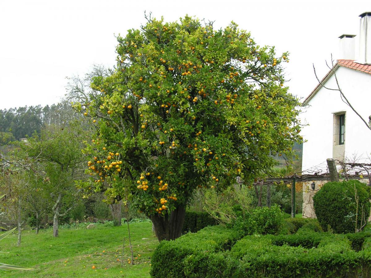 Citrus sinensis. Foto: LM Bugallo