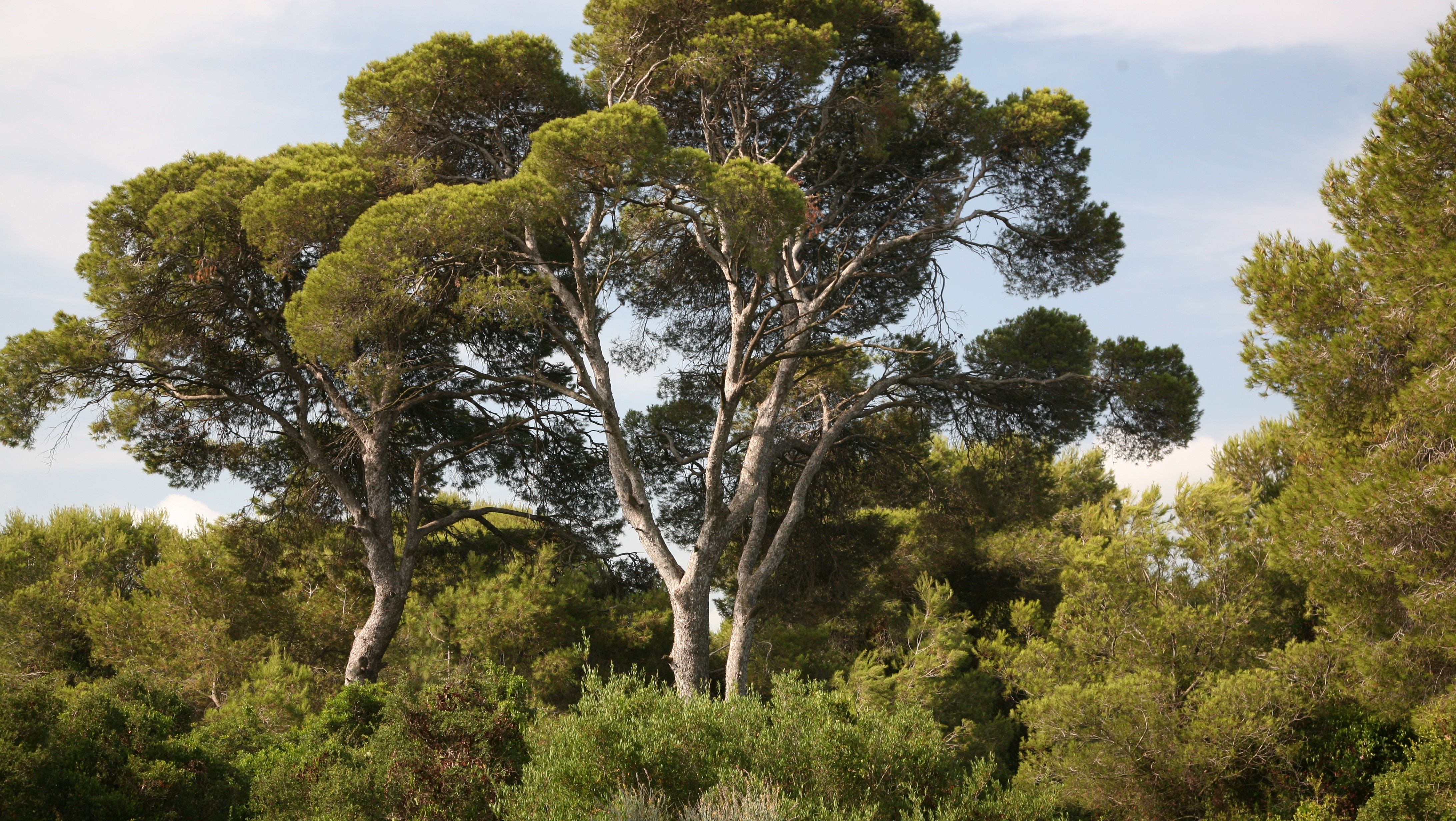 Cinco árboles autóctonos de la Comunidad Valenciana | Jardins de València