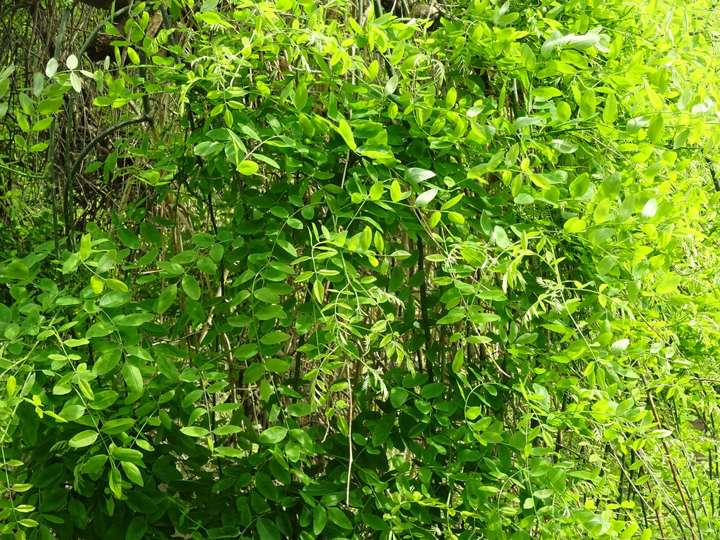 Sophora japonica. Fotos: O. Titus