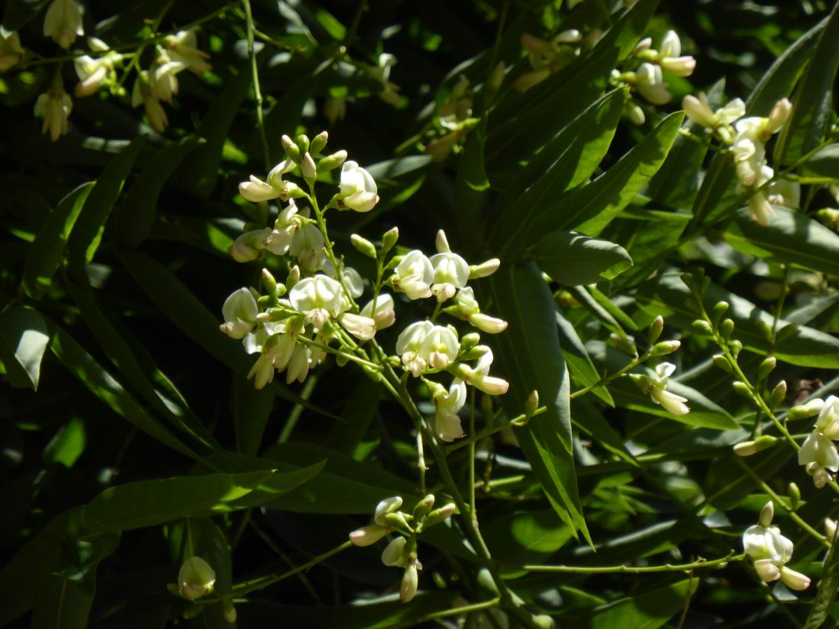 Sophora japonica. Fotos:W. Cutler